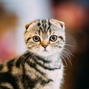 Meet your Posher, Ya song